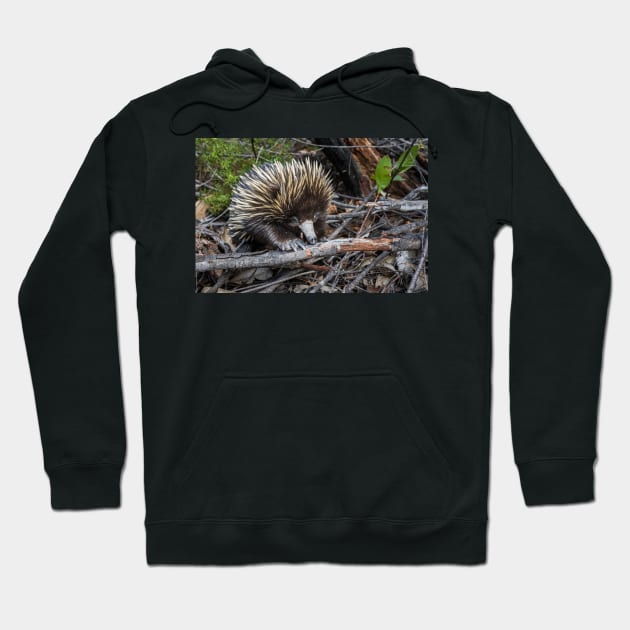 Echidna Encounter Hoodie by Geoff79